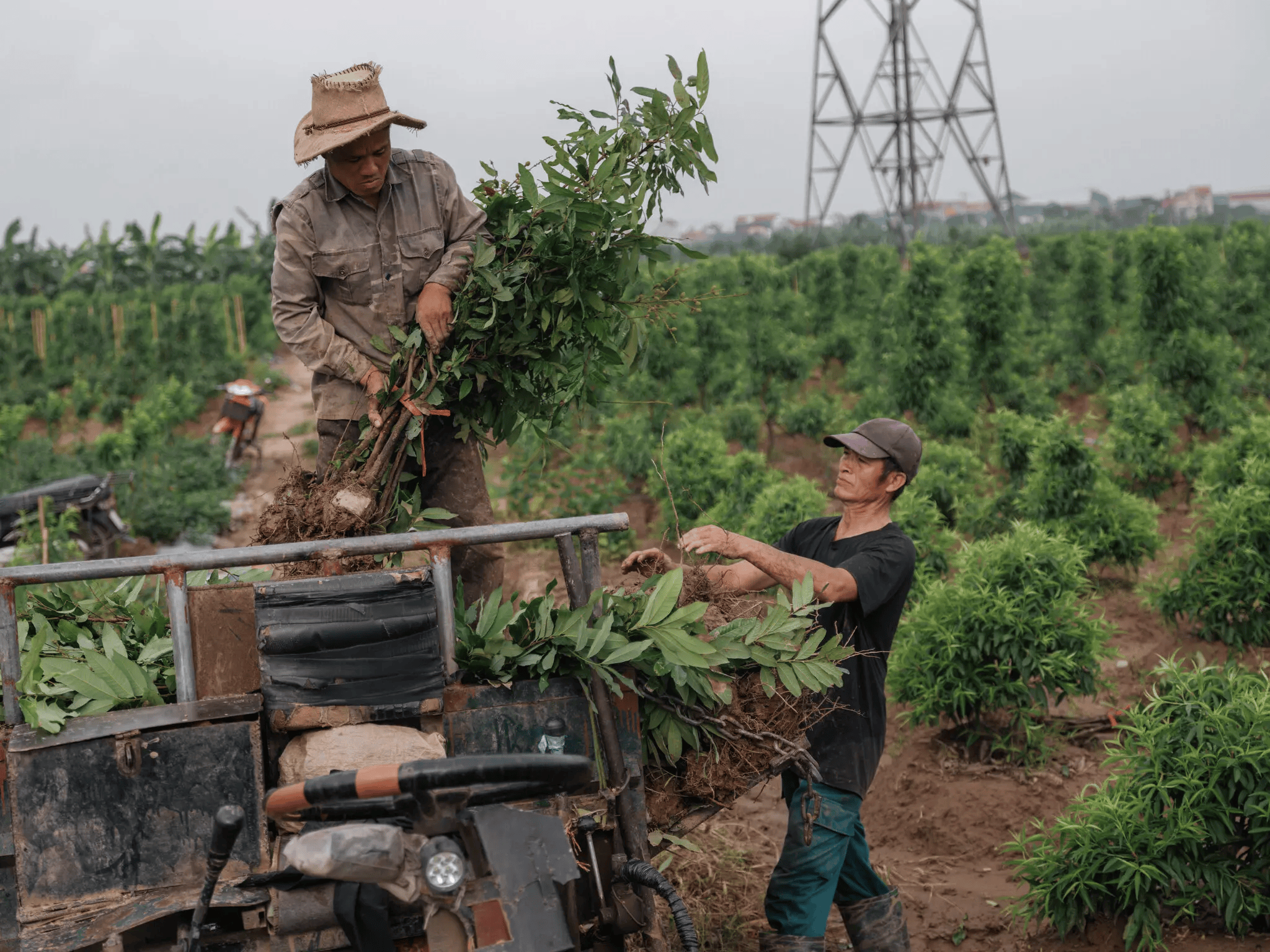 越南示好特朗普的新路子：帮建高尔夫球场
